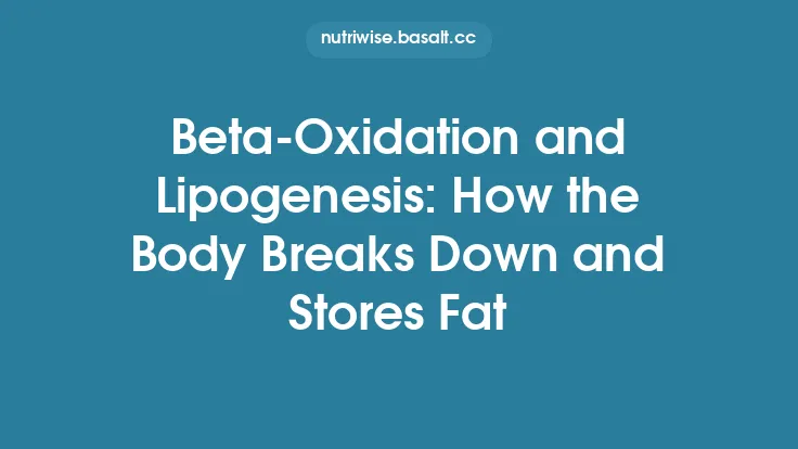 Beta‑Oxidation and Lipogenesis: How the Body Breaks Down and Stores Fat Thumbnail