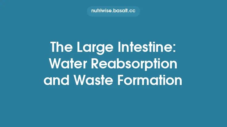 The Large Intestine: Water Reabsorption and Waste Formation Thumbnail