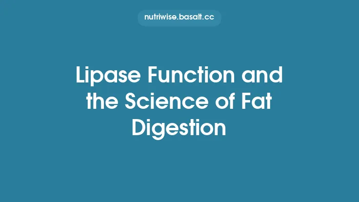 Lipase Function and the Science of Fat Digestion Thumbnail