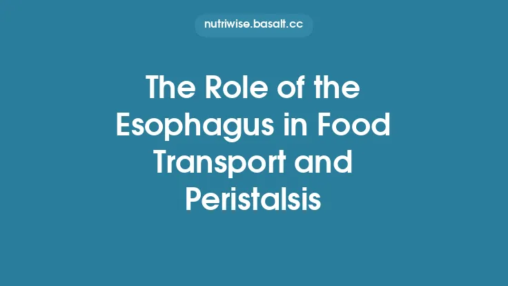The Role of the Esophagus in Food Transport and Peristalsis Thumbnail