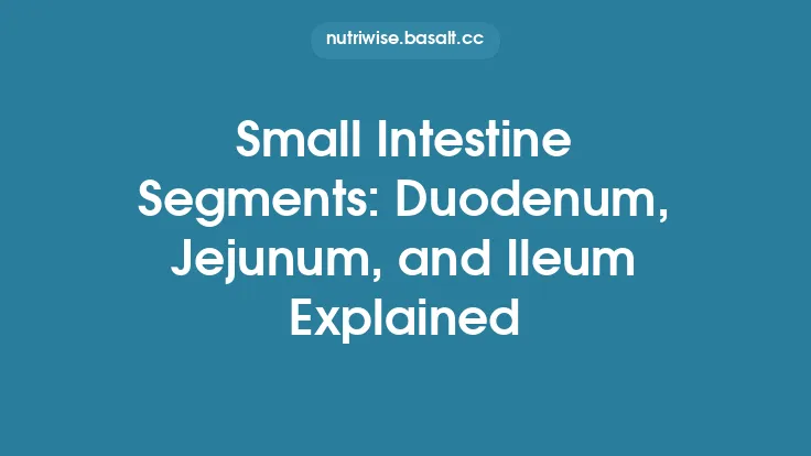 Small Intestine Segments: Duodenum, Jejunum, and Ileum Explained Thumbnail