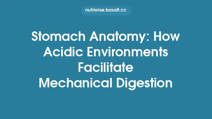 Stomach Anatomy: How Acidic Environments Facilitate Mechanical Digestion Thumbnail